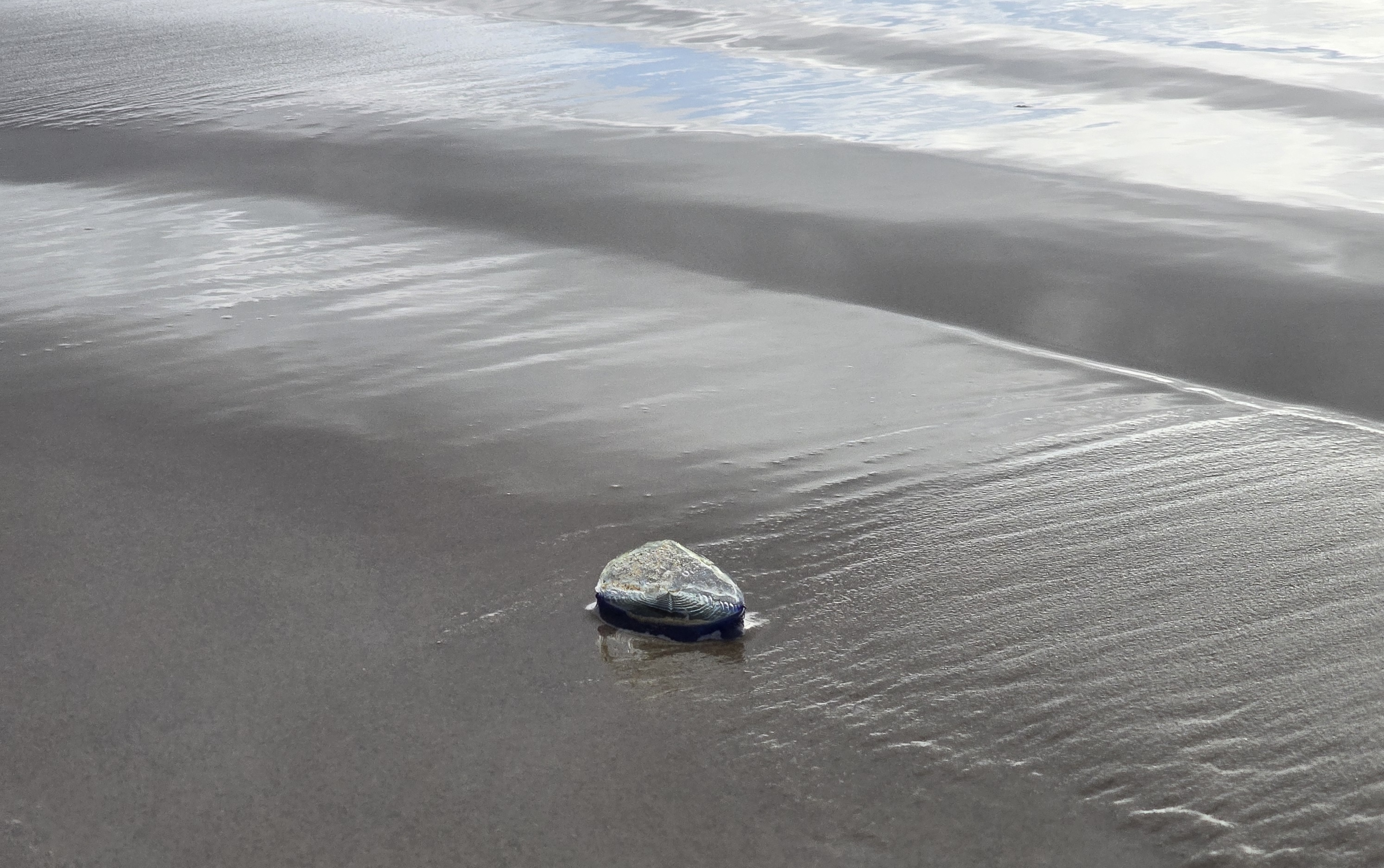 Velella Velella in Pismo Beach